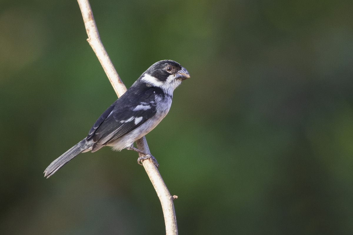 Wing-barred Seedeater - ML258970071