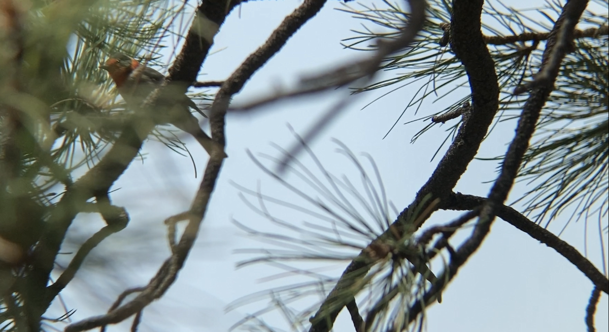 Red-faced Warbler - ML258971931