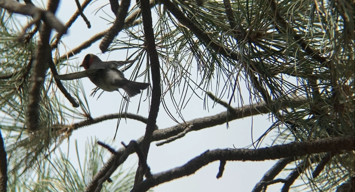 Red-faced Warbler - ML258971941