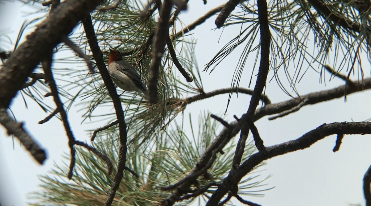 Red-faced Warbler - ML258971961