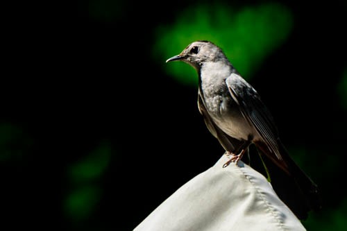 Gray Catbird - ML258972521