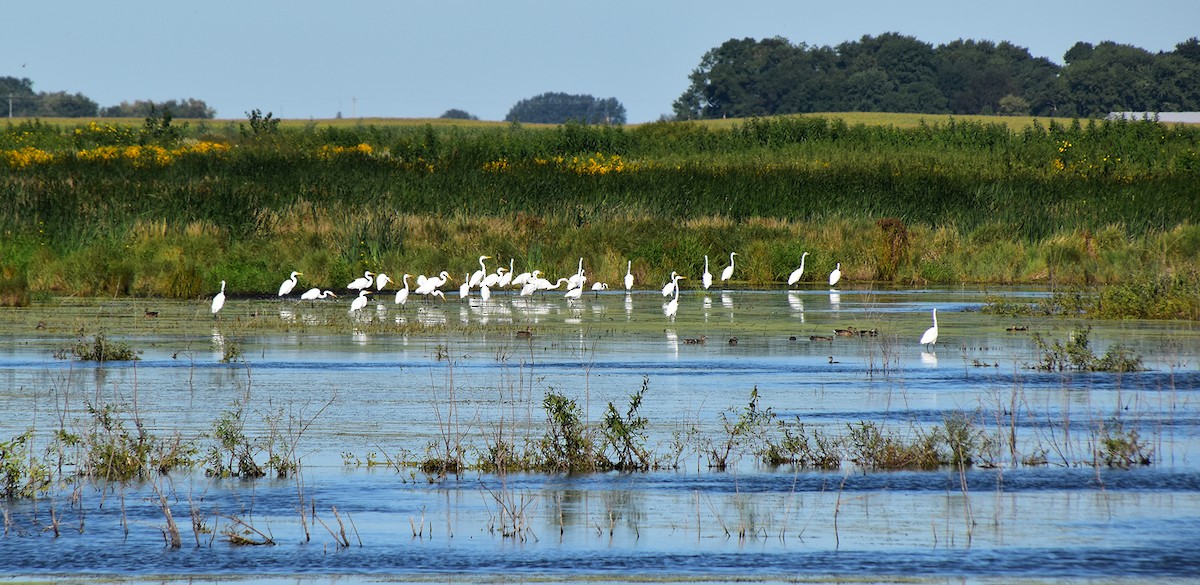 Great Egret - Sandy Hokanson