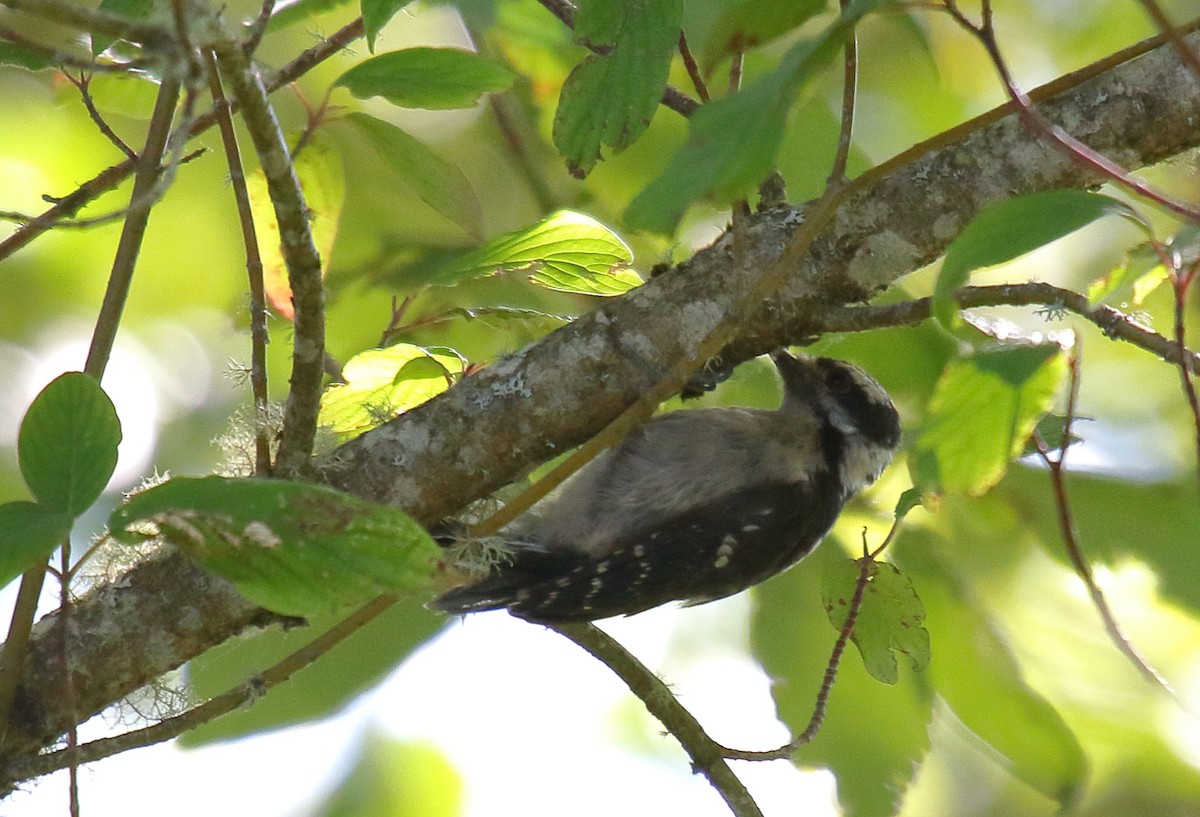 Downy Woodpecker - ML258973181