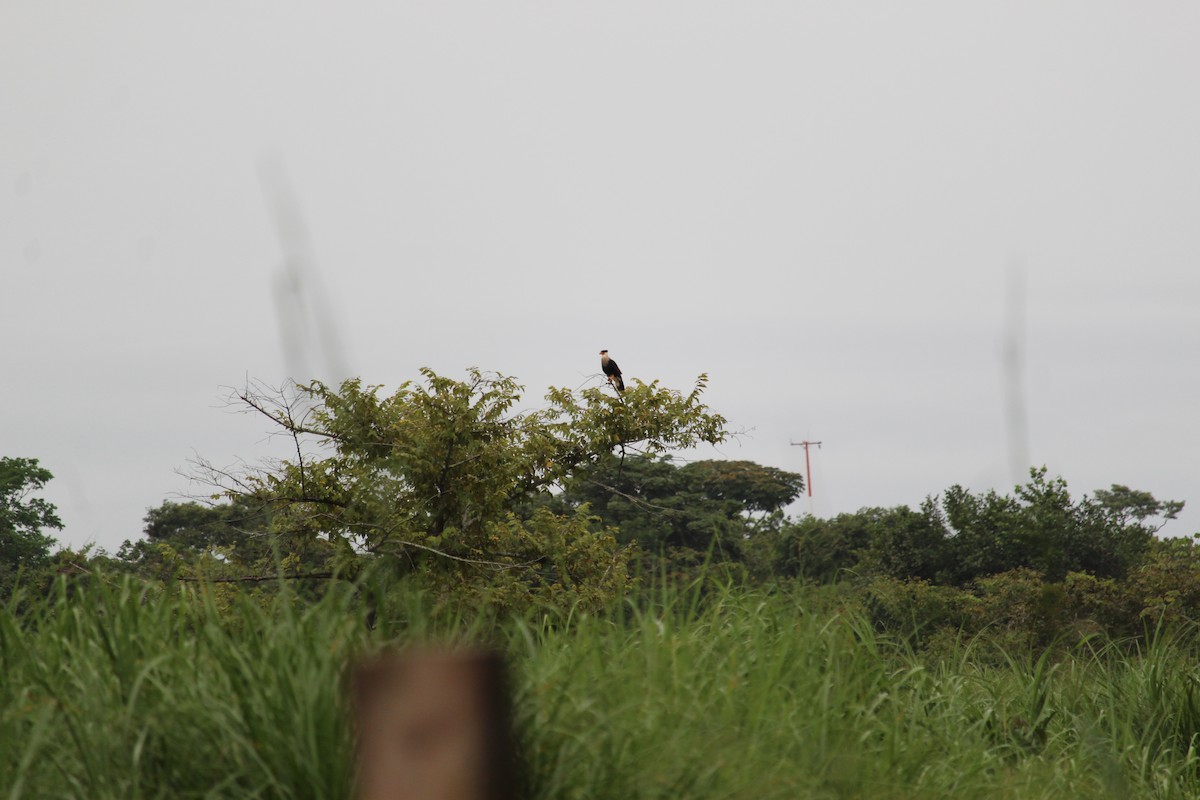 Crested Caracara (Northern) - ML258973301