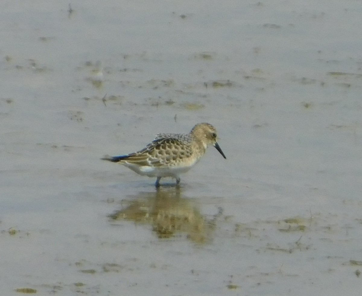 Baird's Sandpiper - ML258975741