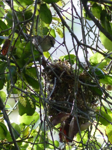 Bushtit - ML25897601