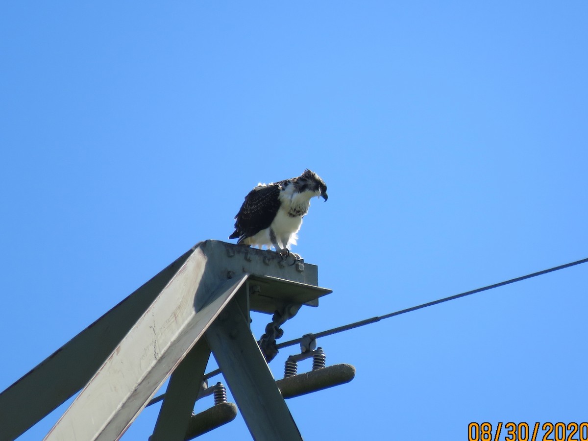 Osprey - Len Hillegass