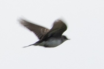 Northern Rough-winged Swallow - ML258976851