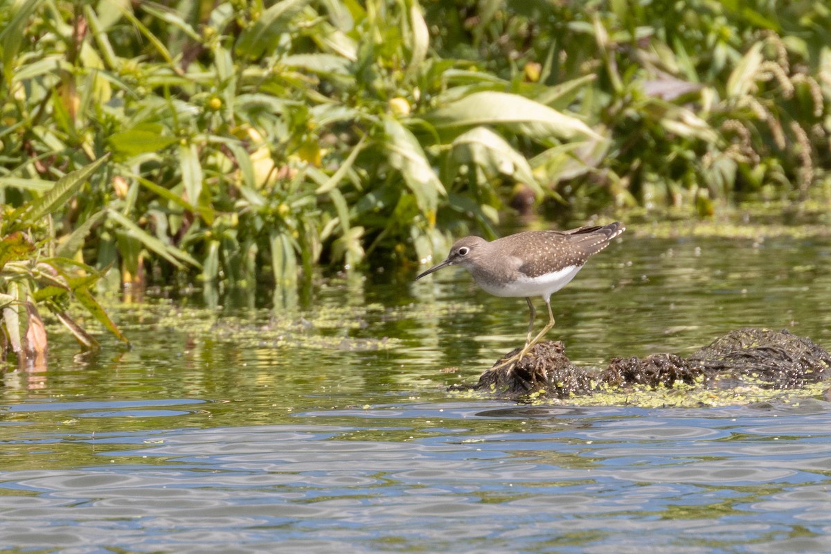 Solitary Sandpiper - ML258977111