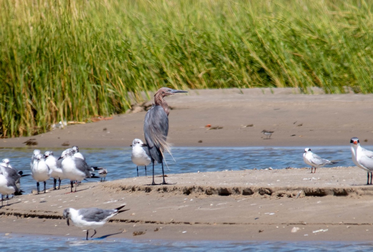 Reddish Egret - ML258978691