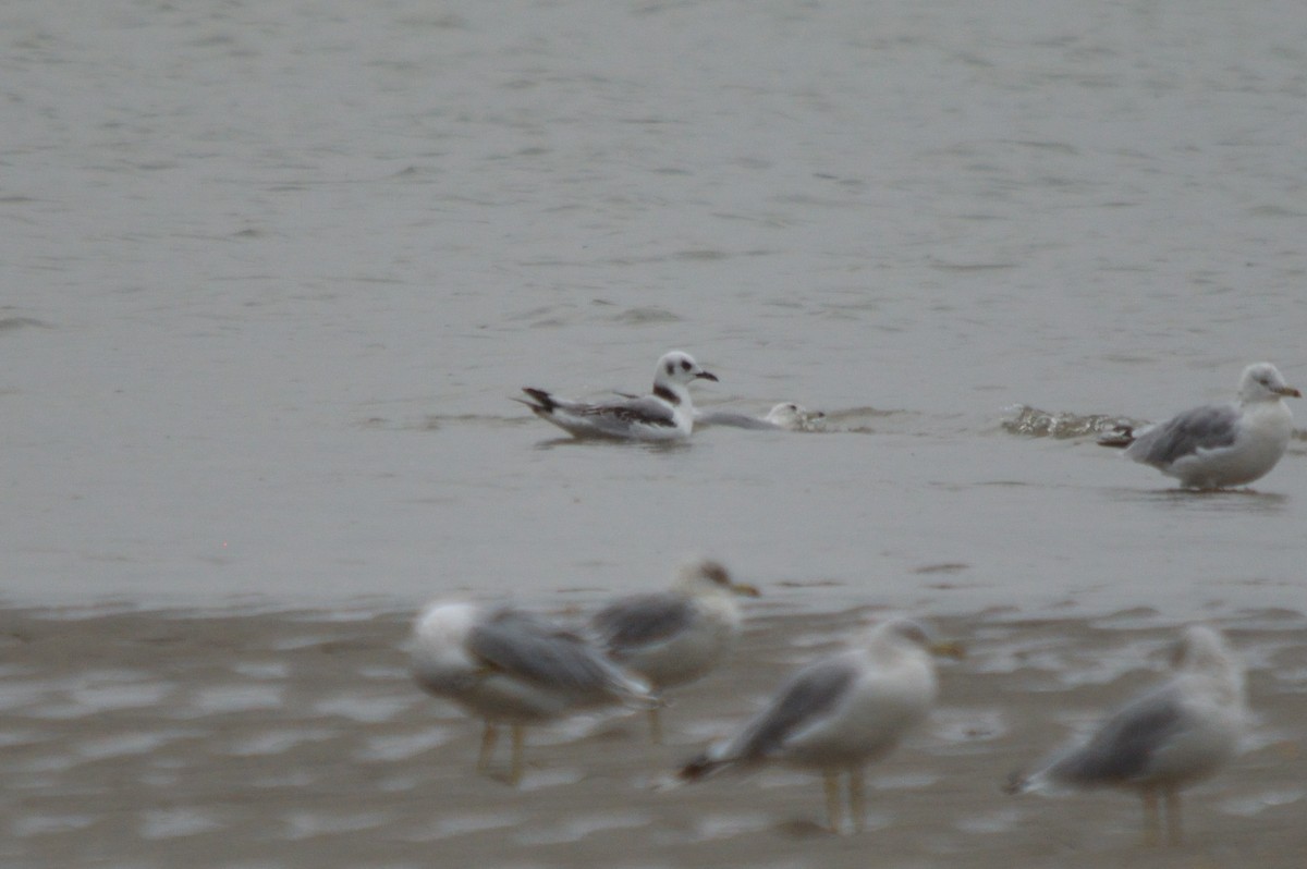 Mouette tridactyle - ML258978731