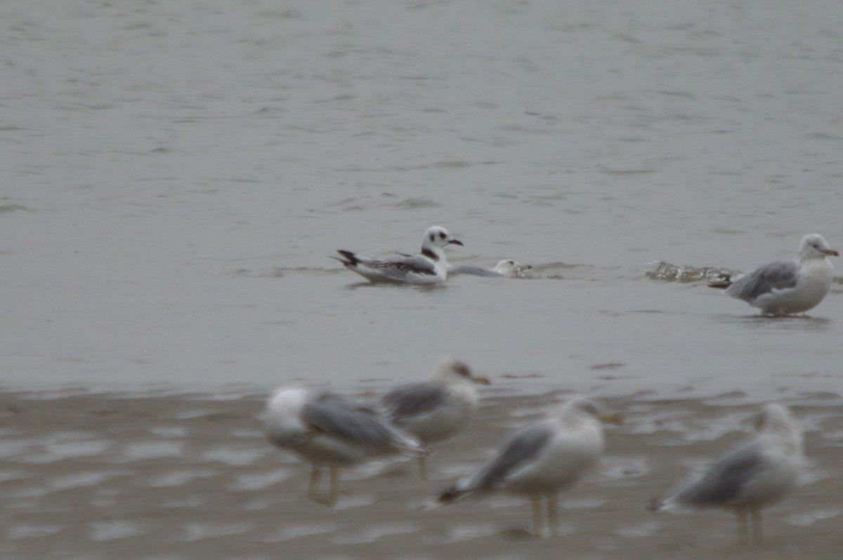 Black-legged Kittiwake - ML258978731