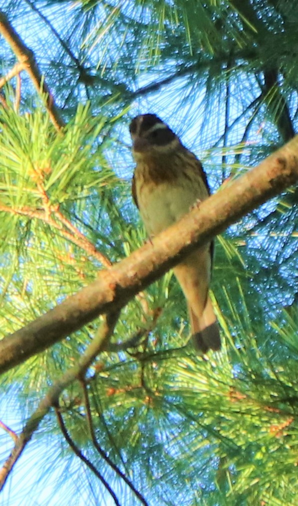 Rose-breasted Grosbeak - ML258978841