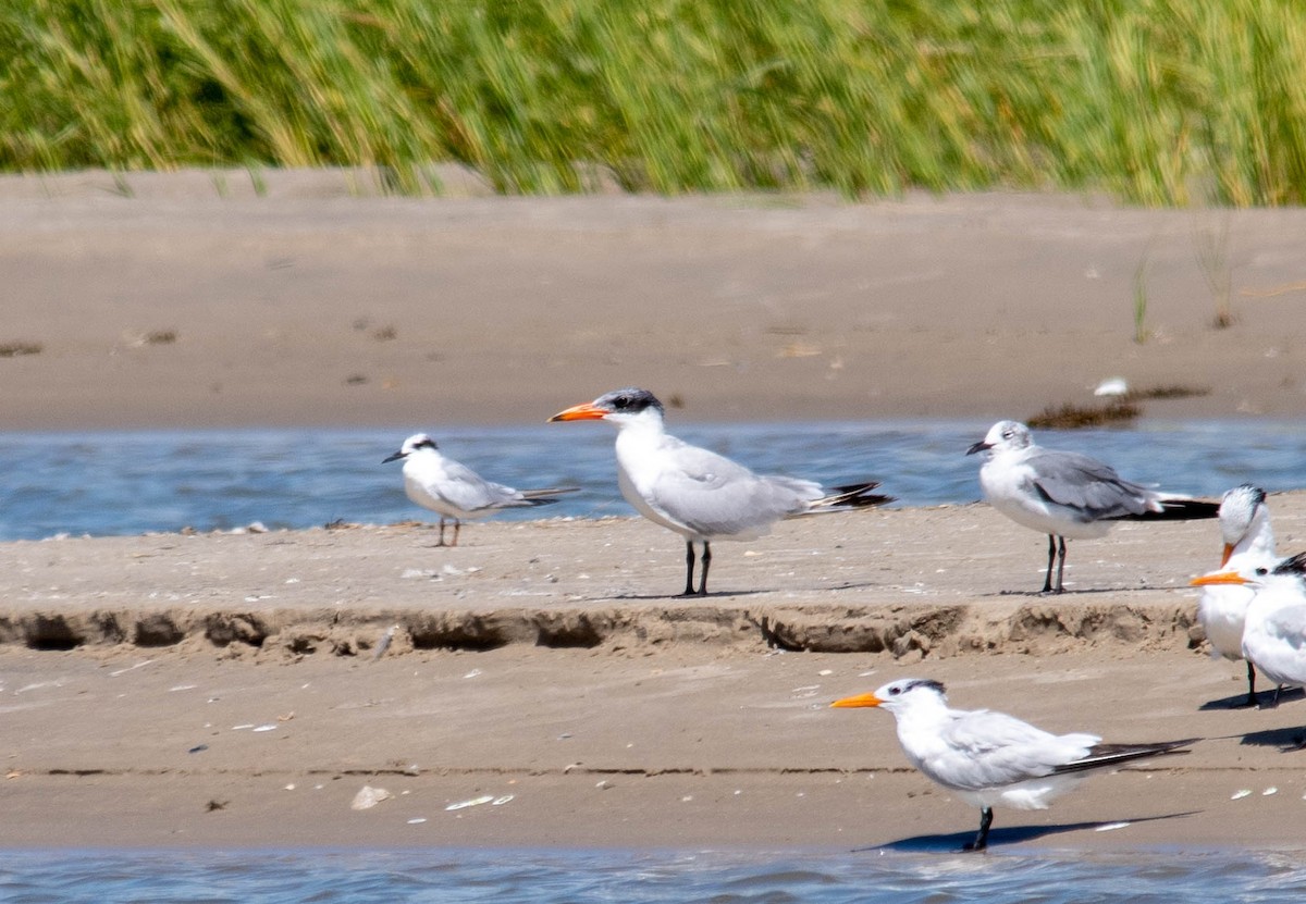 Caspian Tern - ML258979371