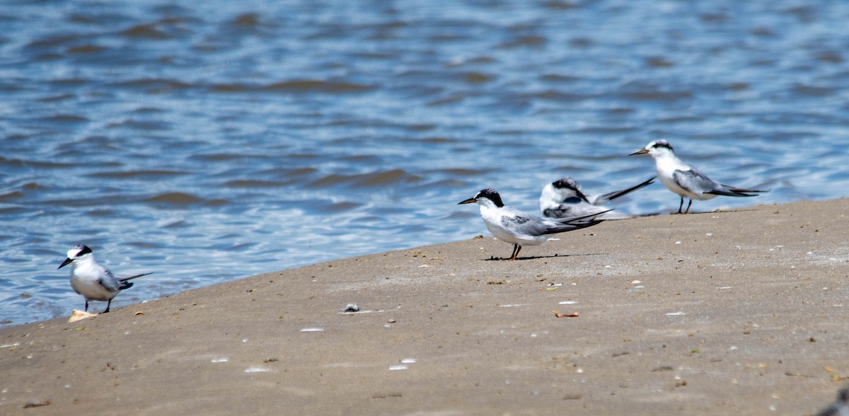 Least Tern - ML258979801