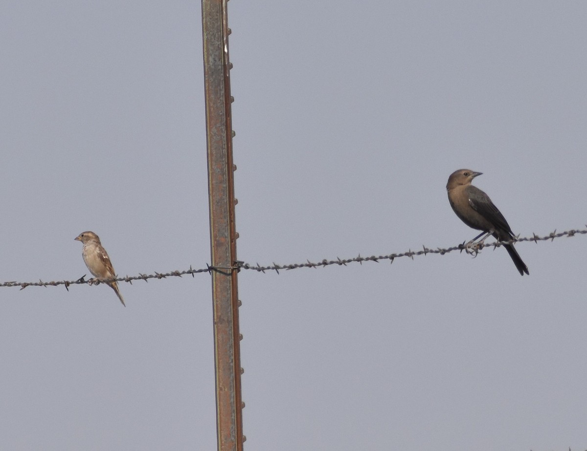 Brewer's Blackbird - ML258979841