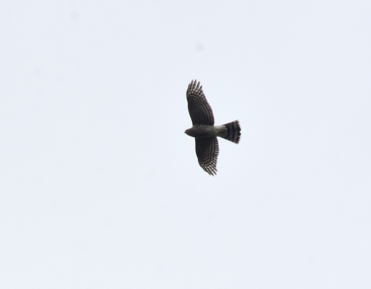 Sharp-shinned Hawk - ML258981221