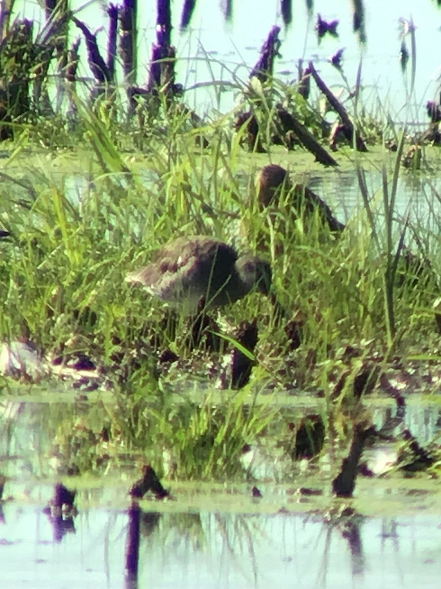 Short-billed/Long-billed Dowitcher - ML258981921