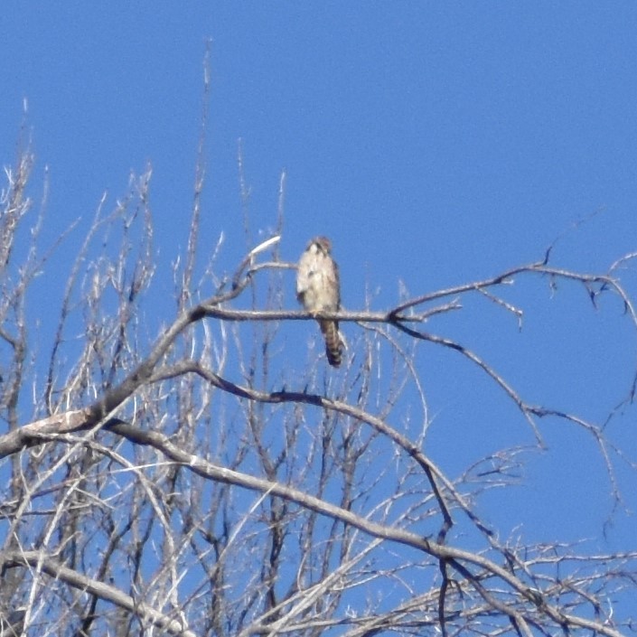 American Kestrel - ML258983871