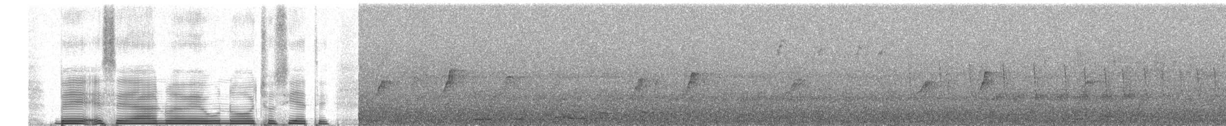 Synallaxis sp. - ML258984