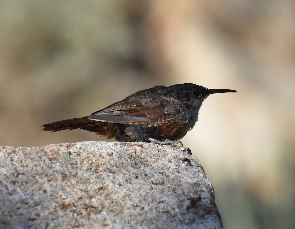 Canyon Wren - ML258984031