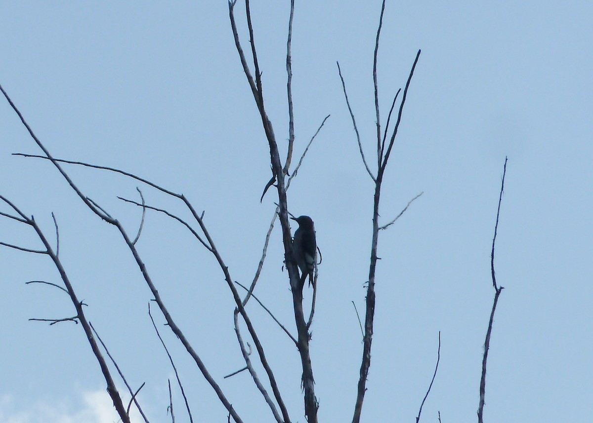 Red-headed Woodpecker - ML258989211