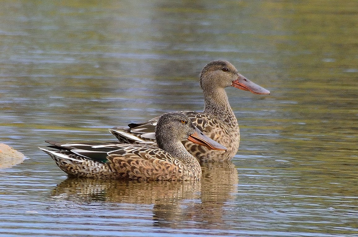 Northern Shoveler - ML258989931