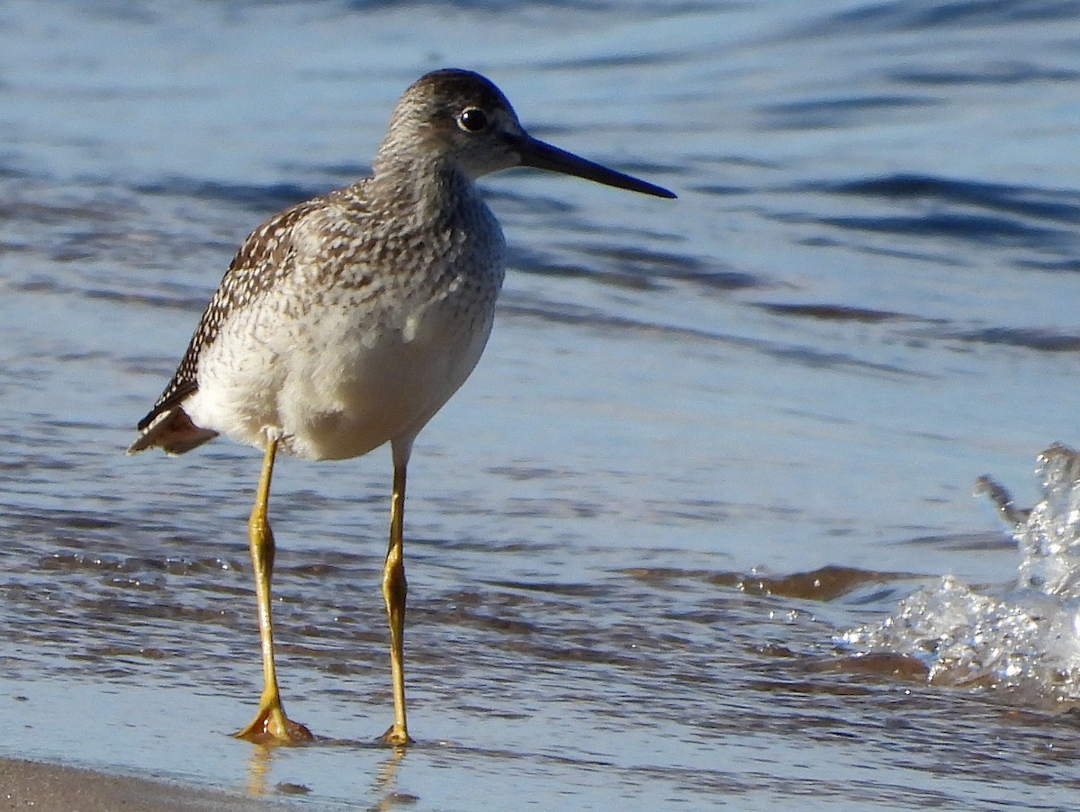 Greater Yellowlegs - Richard Klauke