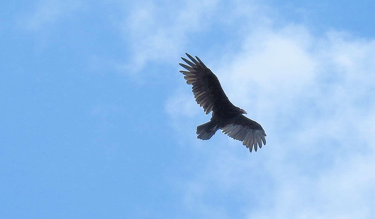 Turkey Vulture - ML258990501