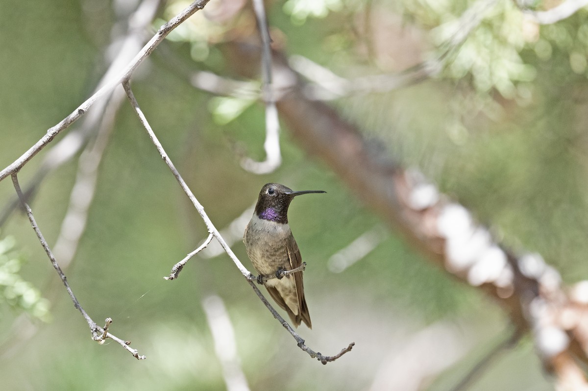 Black-chinned Hummingbird - Susan Earnest