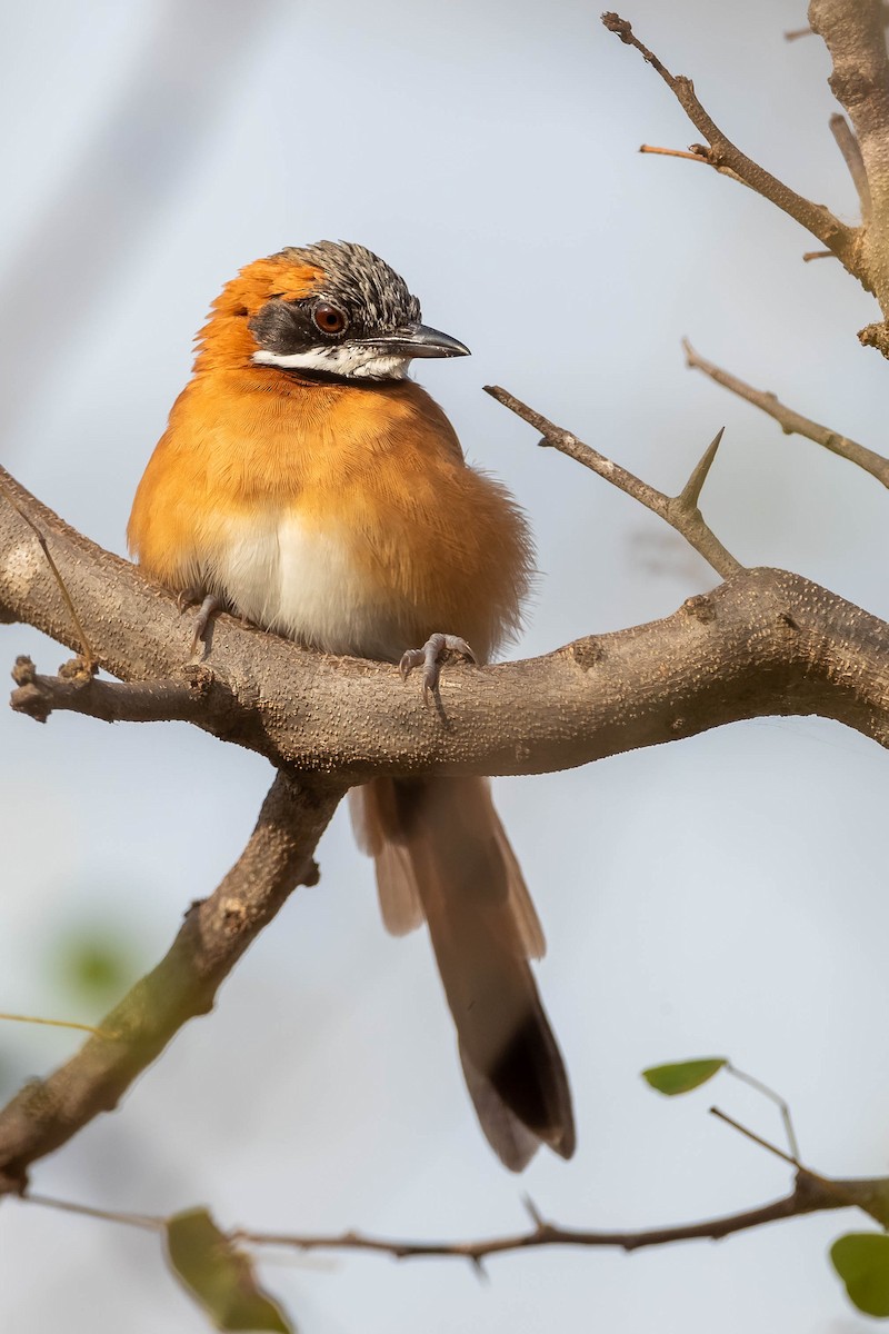 White-whiskered Spinetail - Rafael Armada | Warbler Tours