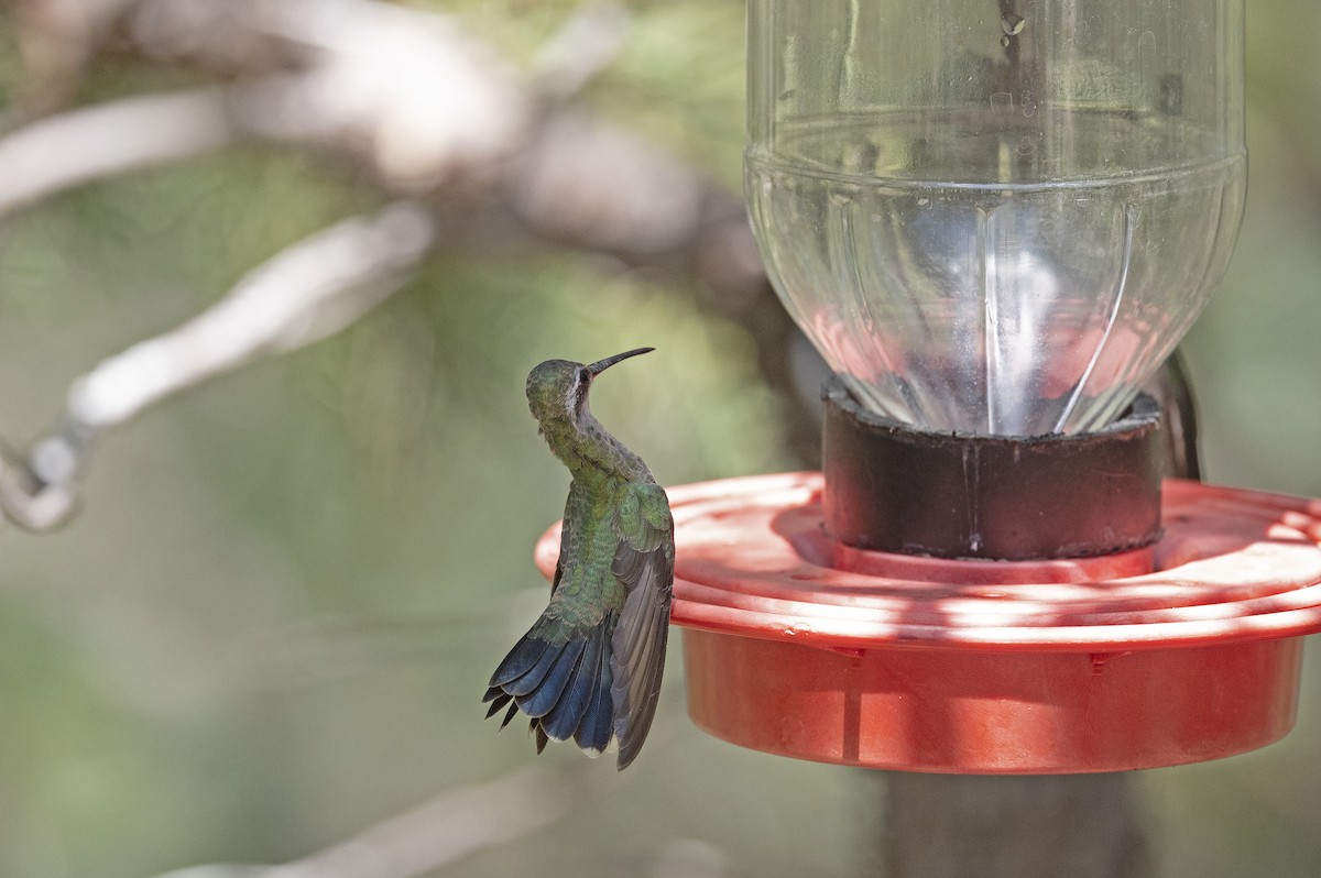 Broad-billed Hummingbird - Susan Earnest