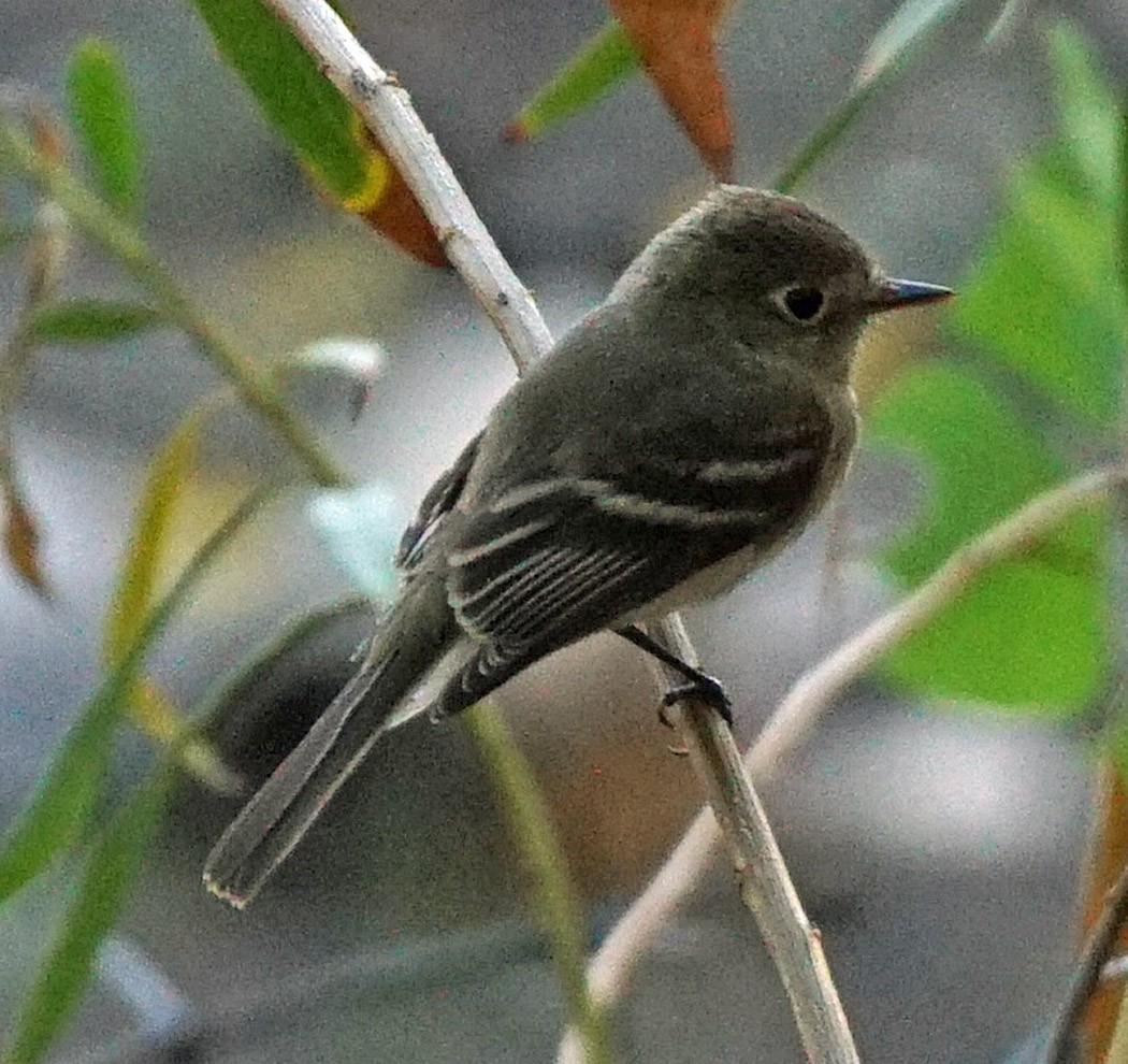 Western Flycatcher (Pacific-slope) - ML258997381