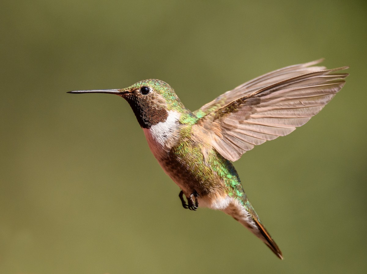 Broad-tailed Hummingbird - ML258997411