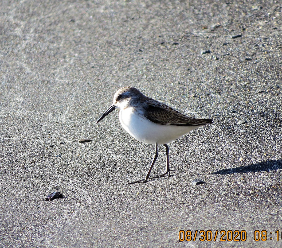 Western Sandpiper - ML258997621