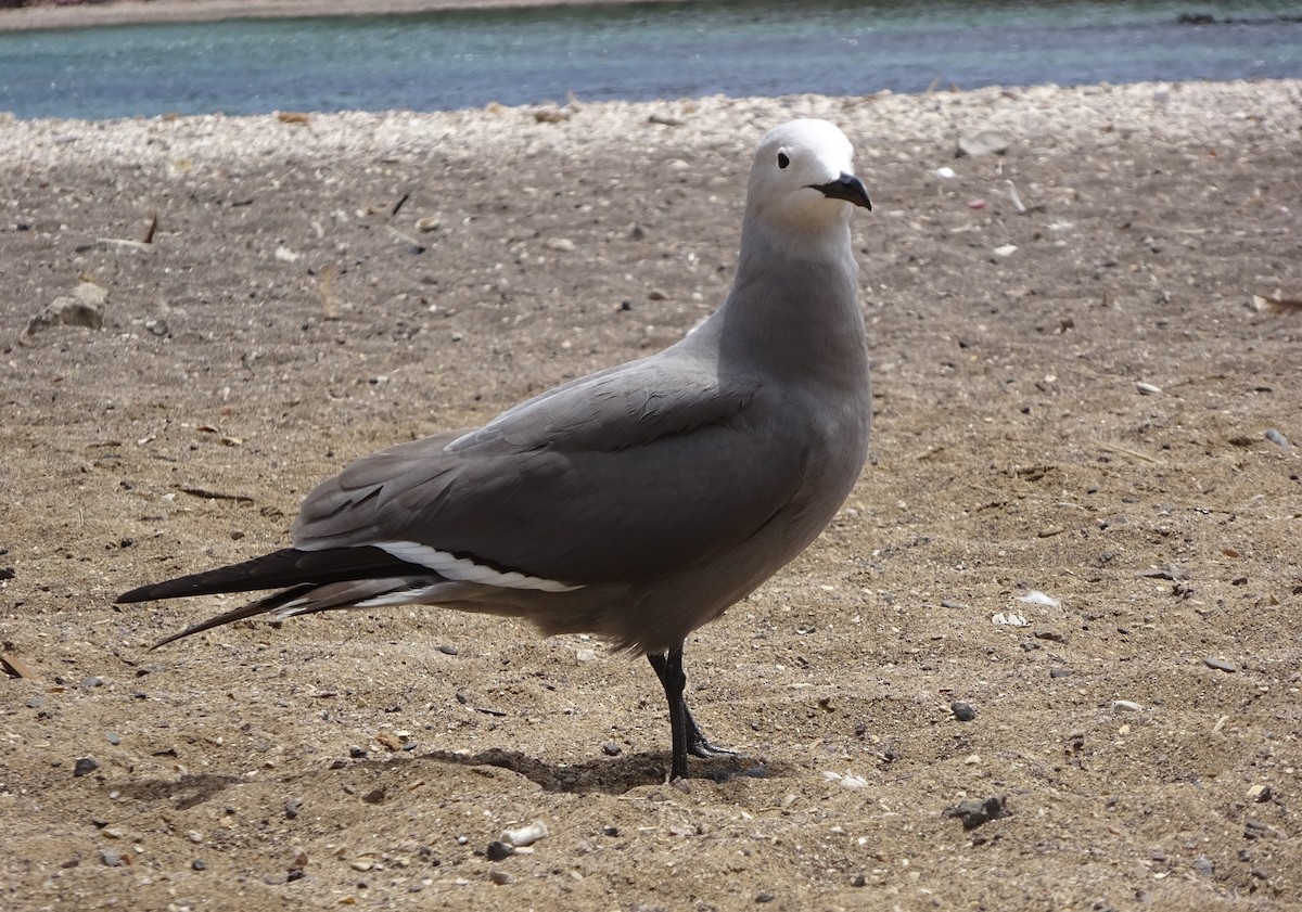 Gray Gull - ML258998721