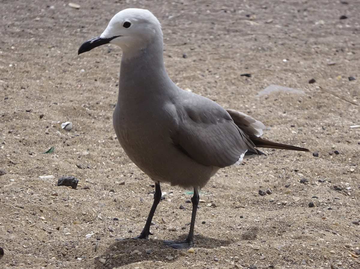 Gray Gull - ML258998731