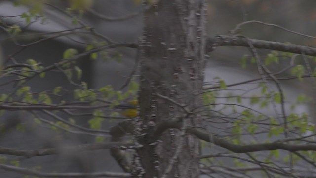 Prothonotary Warbler - ML258998771