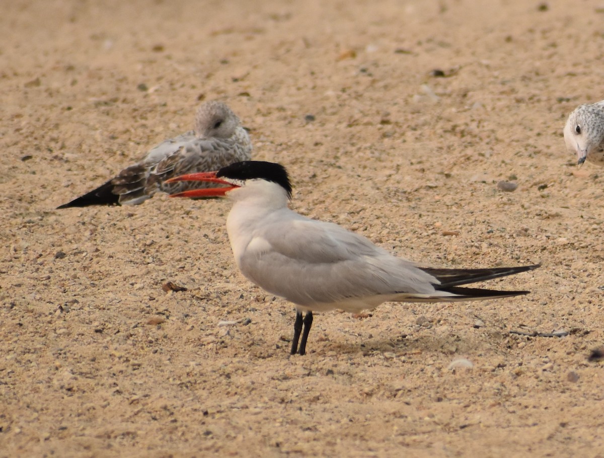 Caspian Tern - ML259000581