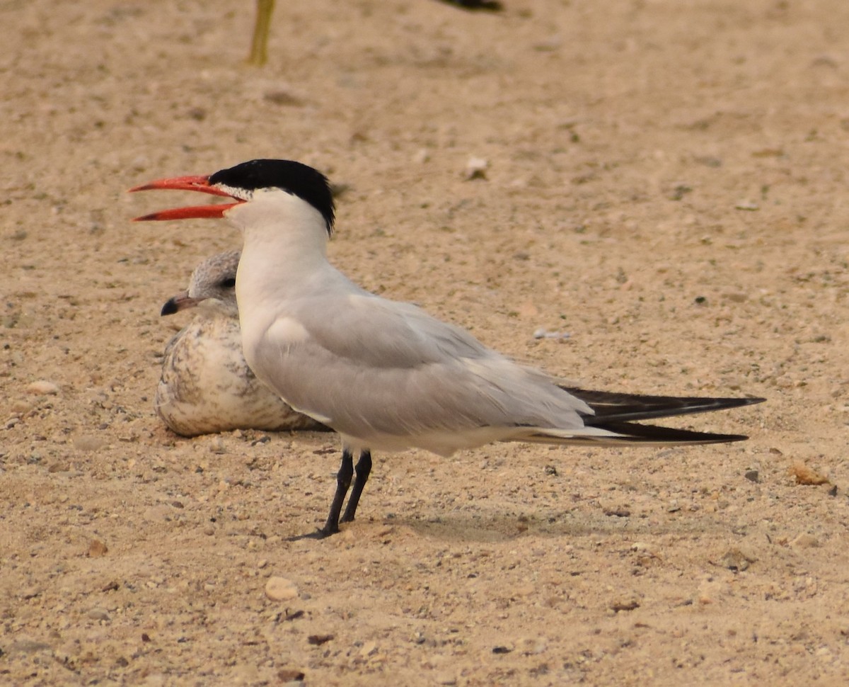 Caspian Tern - ML259000621