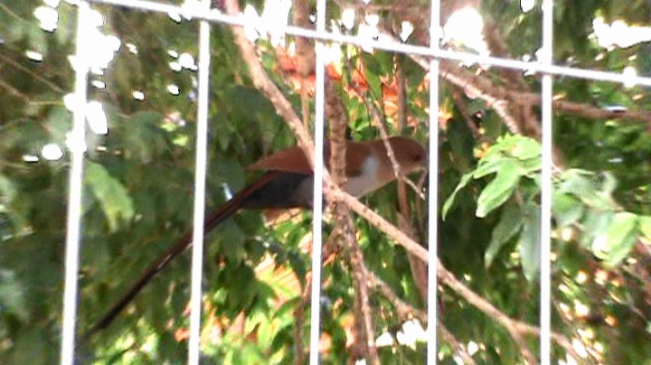 Squirrel Cuckoo - ML259000841