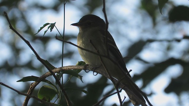 Euler's Flycatcher - ML259001671