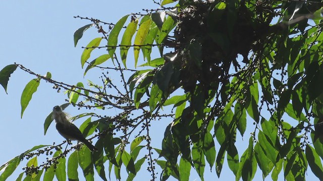 Southern Beardless-Tyrannulet (Southern) - ML259001721