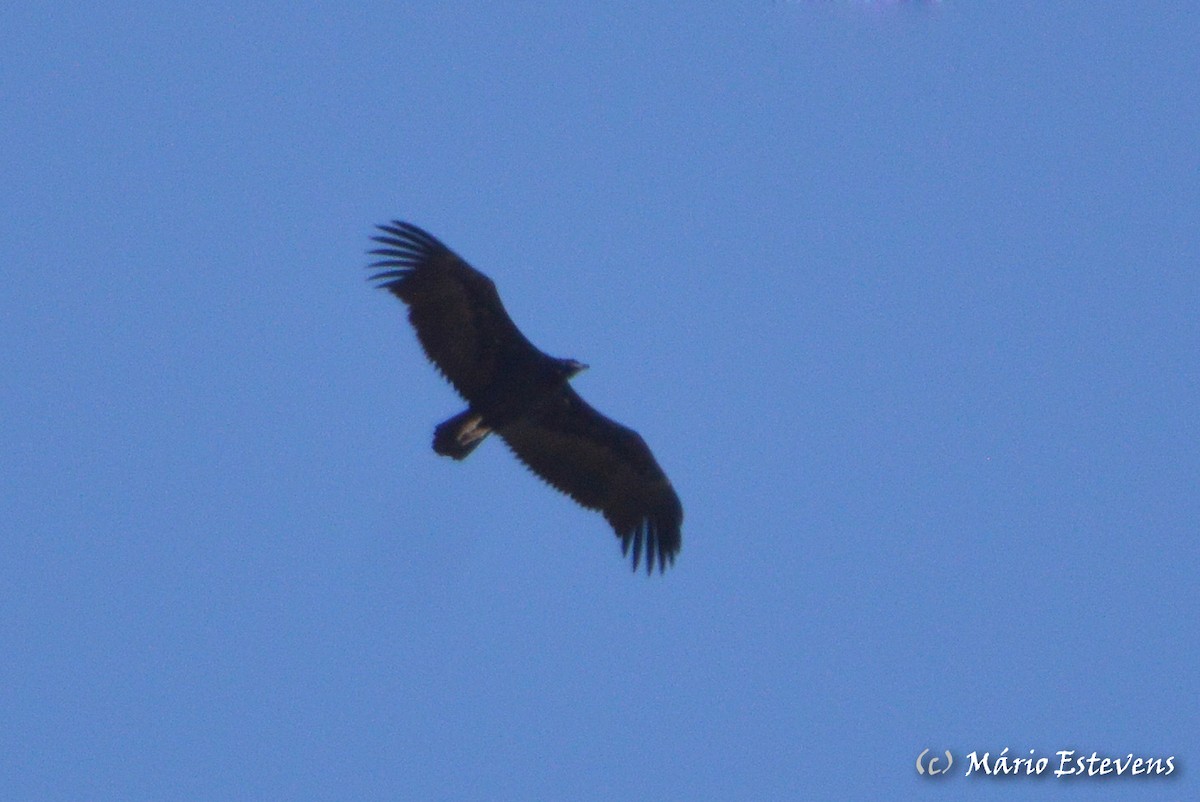 Cinereous Vulture - ML259002851