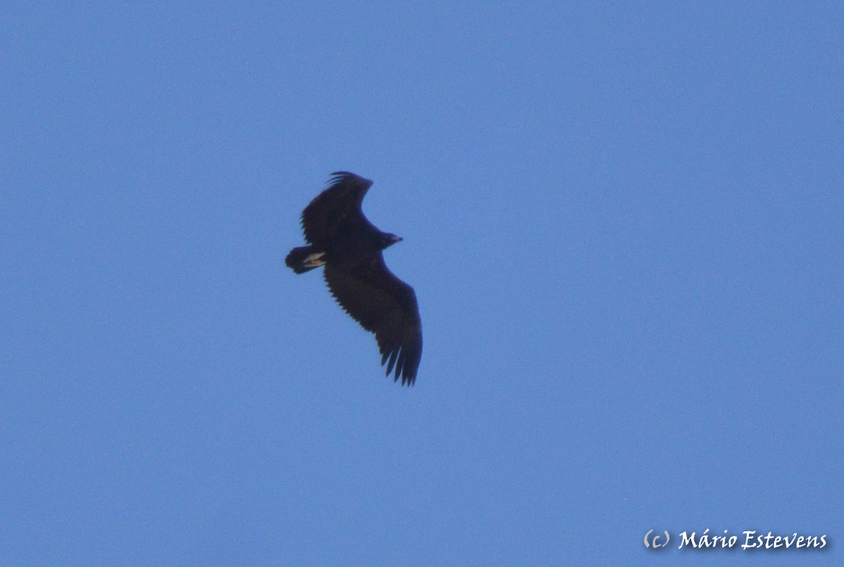 Cinereous Vulture - ML259002861