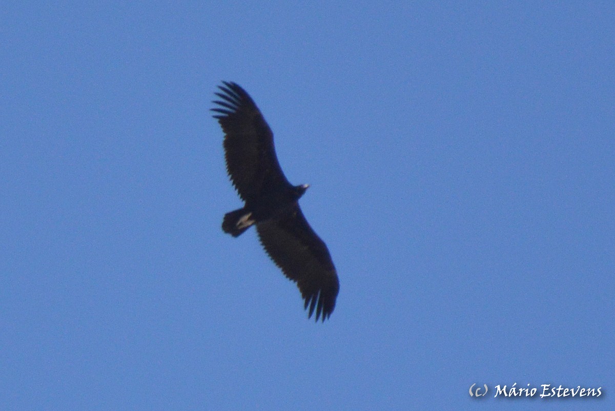 Cinereous Vulture - ML259002911