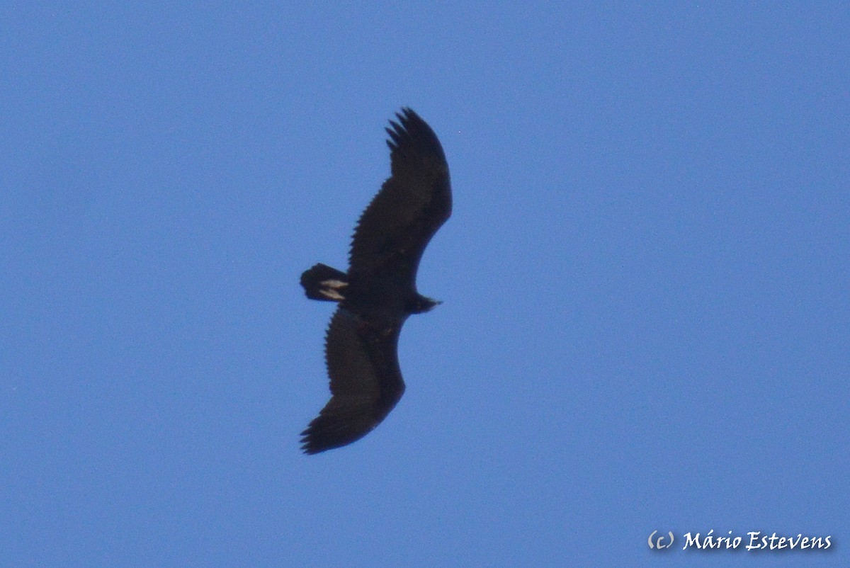 Cinereous Vulture - ML259002941