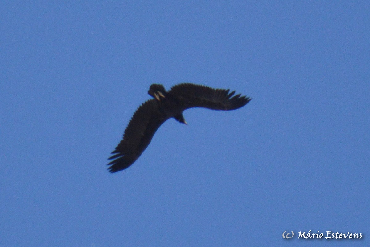 Cinereous Vulture - ML259002961