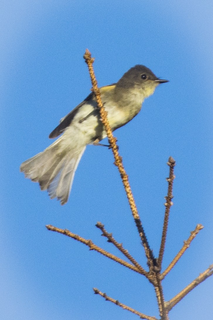 Eastern Phoebe - ML259004221