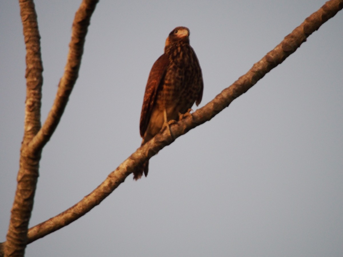 Yellow-headed Caracara - ML259004621